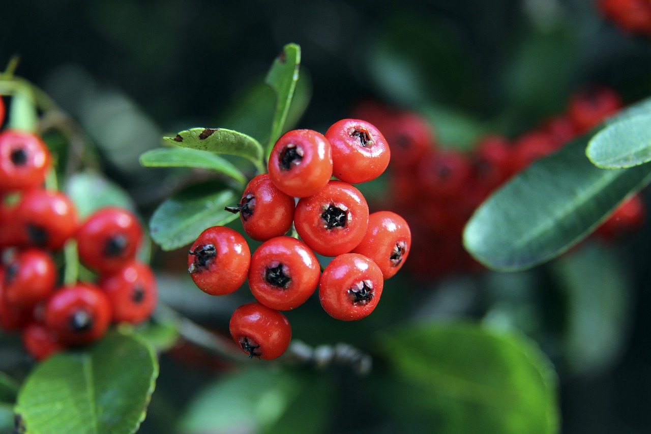 叛逃事件中 叛逃事件中